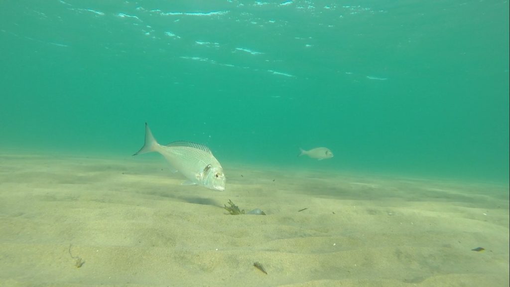 comment pecher la dorade au crabe